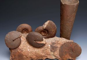 Kopffüßer-Vergesellschaftung („Ammonit“) - Schlossmuseum