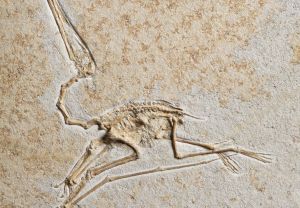 Flugsaurier (Ptreodactylus kochi)